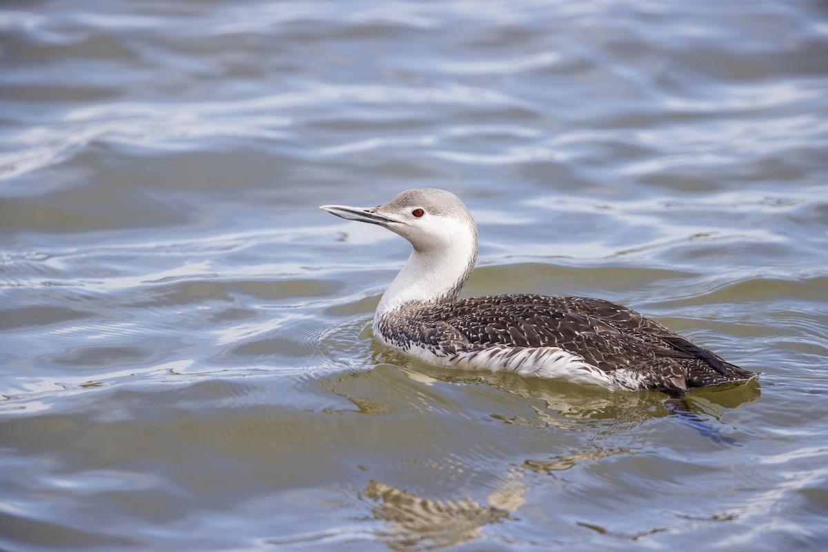Red-throated Loon - ML278100631