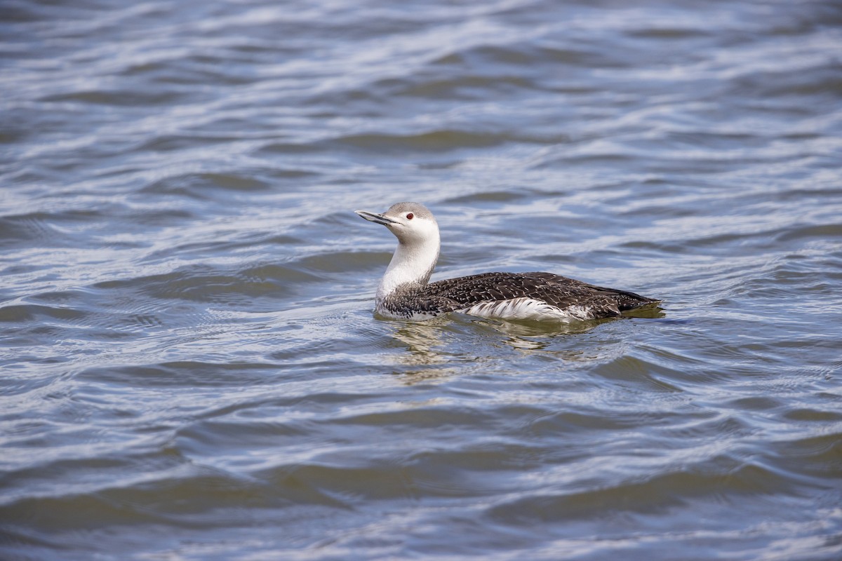 Red-throated Loon - ML278100641