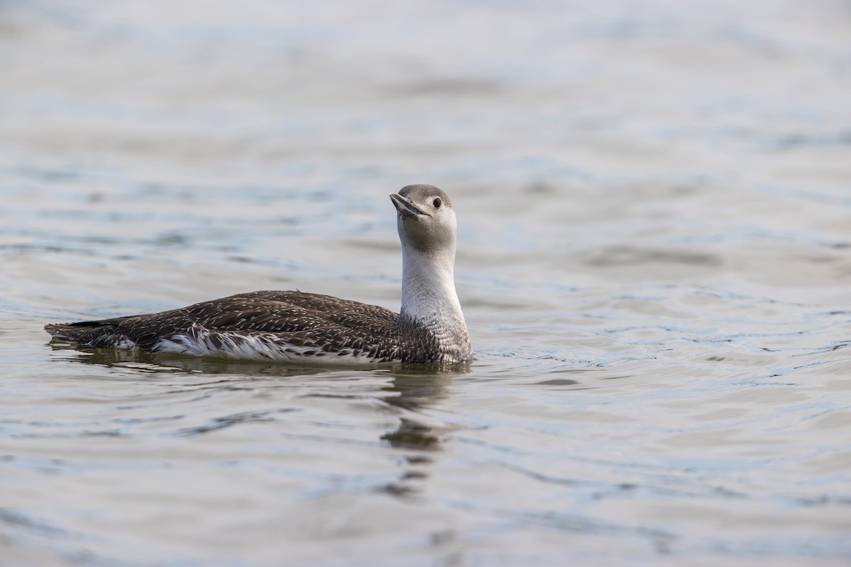 Red-throated Loon - ML278100661