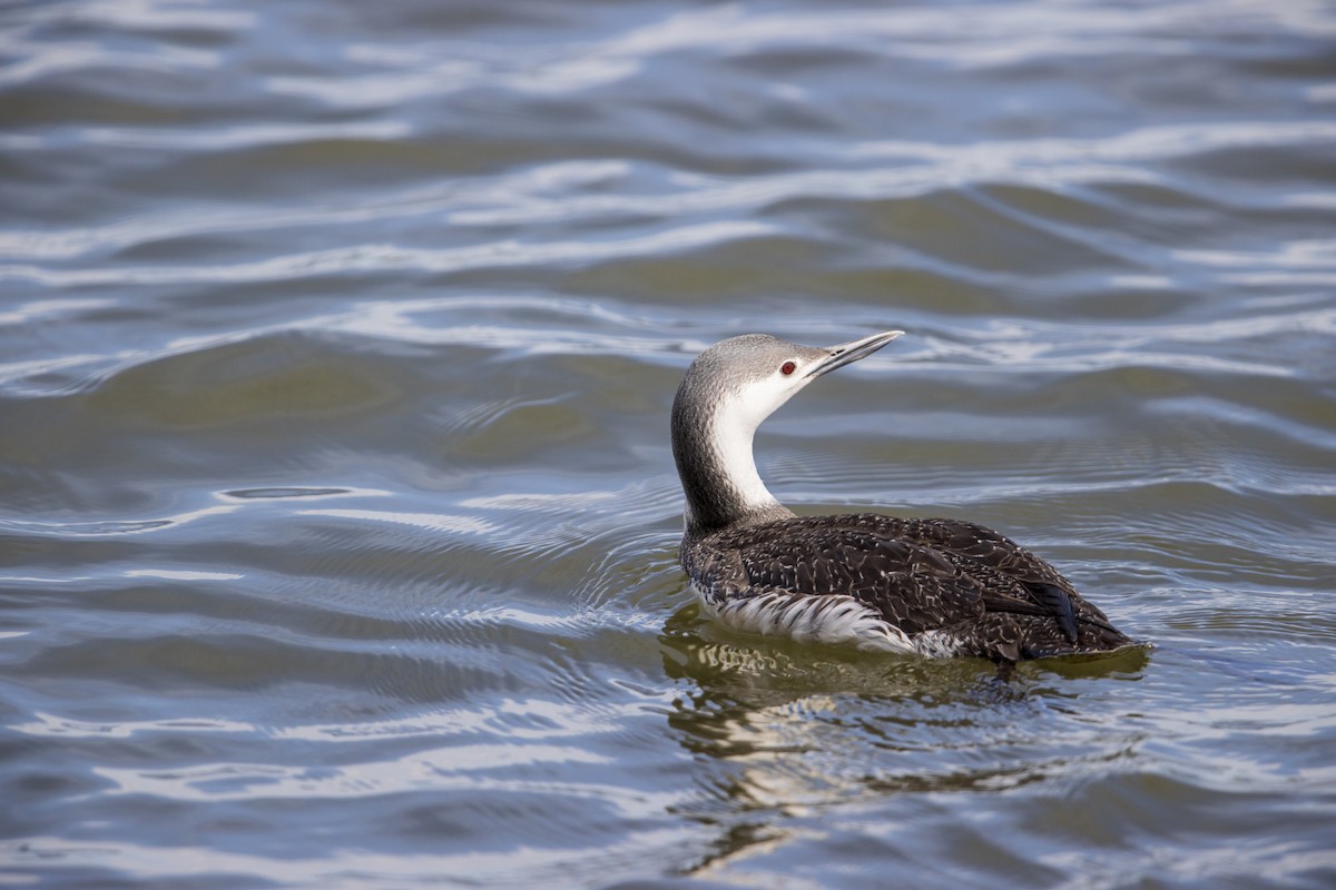 Red-throated Loon - ML278100681