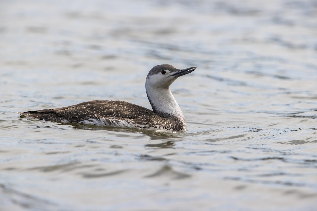 Red-throated Loon - ML278100711