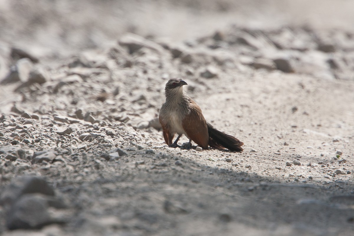 Coucal à sourcils blancs - ML278101041