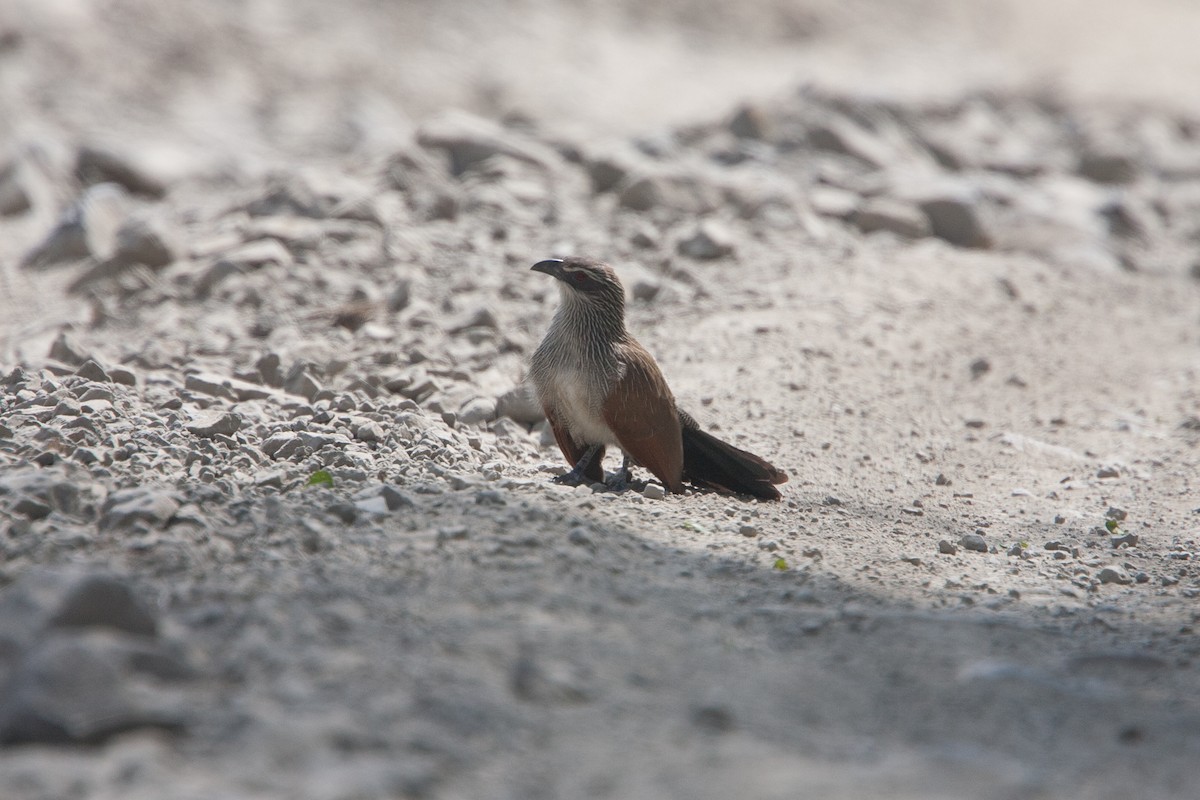 Coucal à sourcils blancs - ML278101051