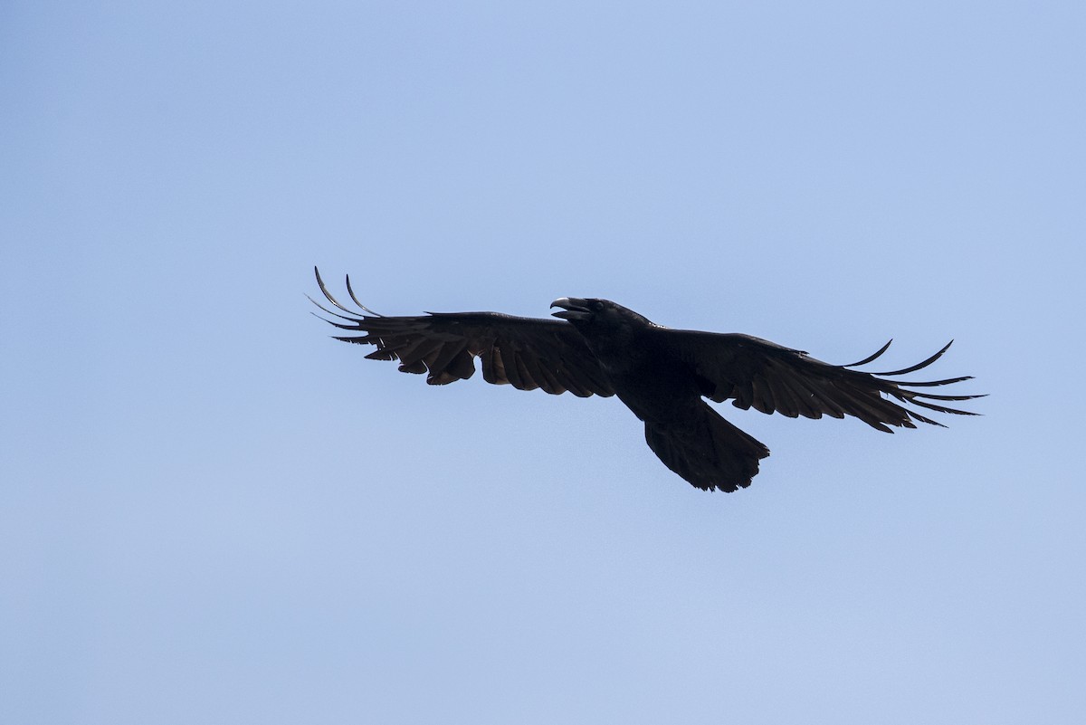 Common Raven - ML278101101