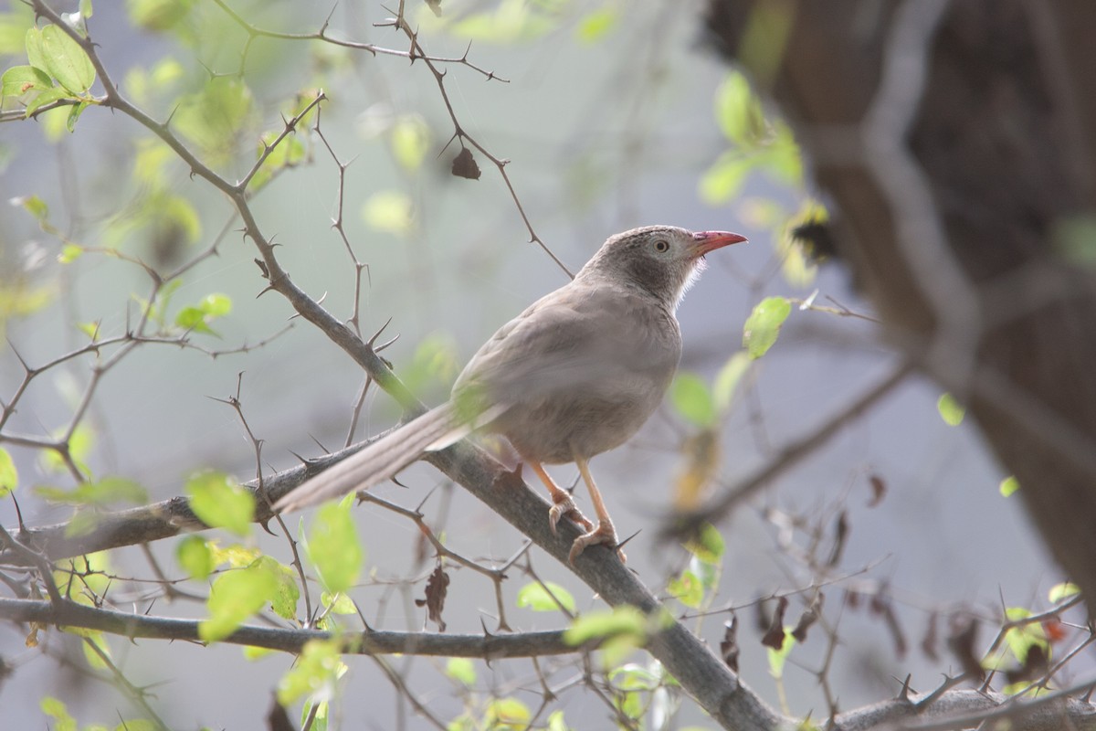 Arabian Babbler - ML278101191