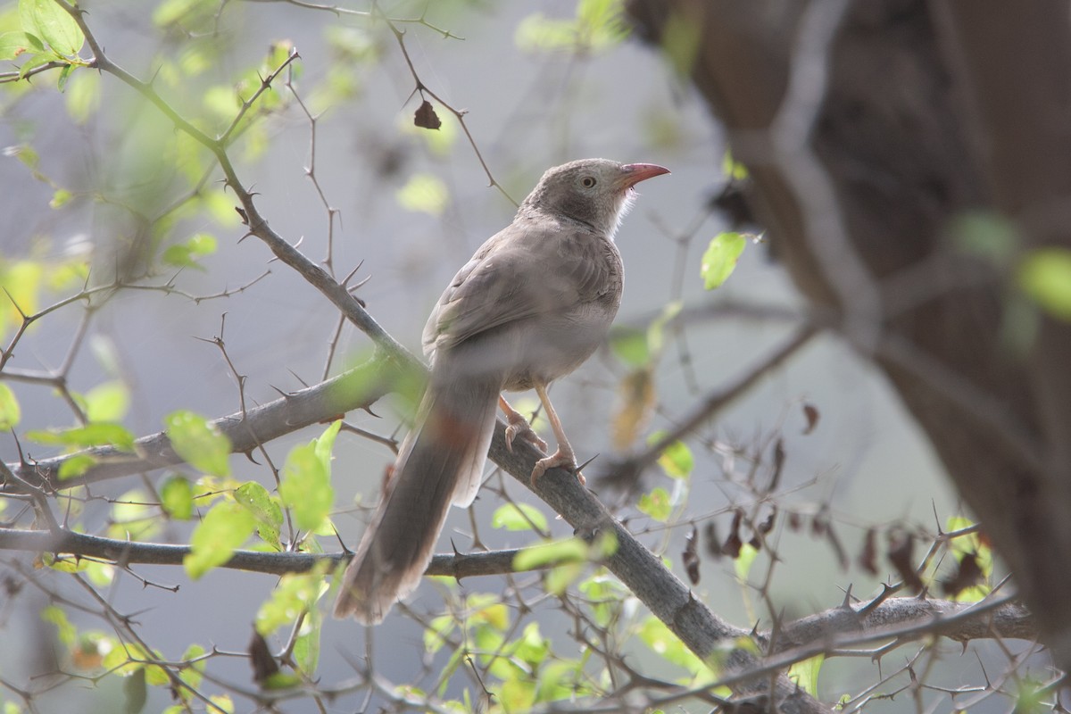 Arabian Babbler - ML278101201