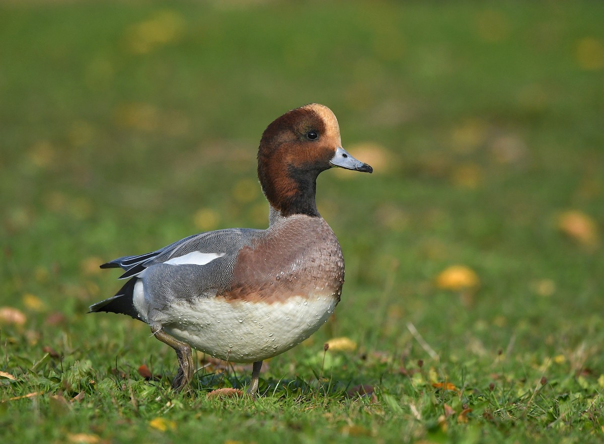 Eurasian Wigeon - ML278103331
