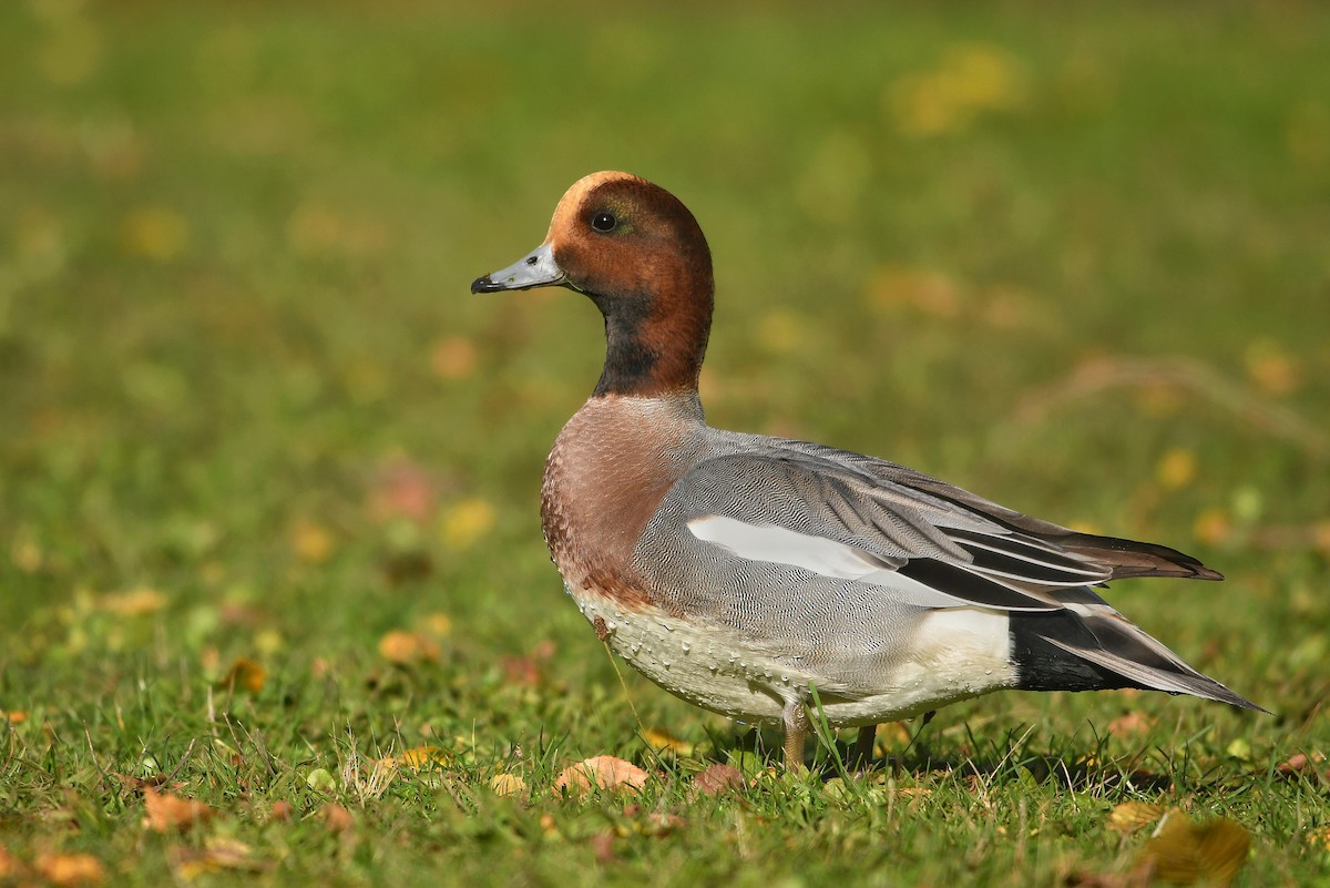 Eurasian Wigeon - ML278103361