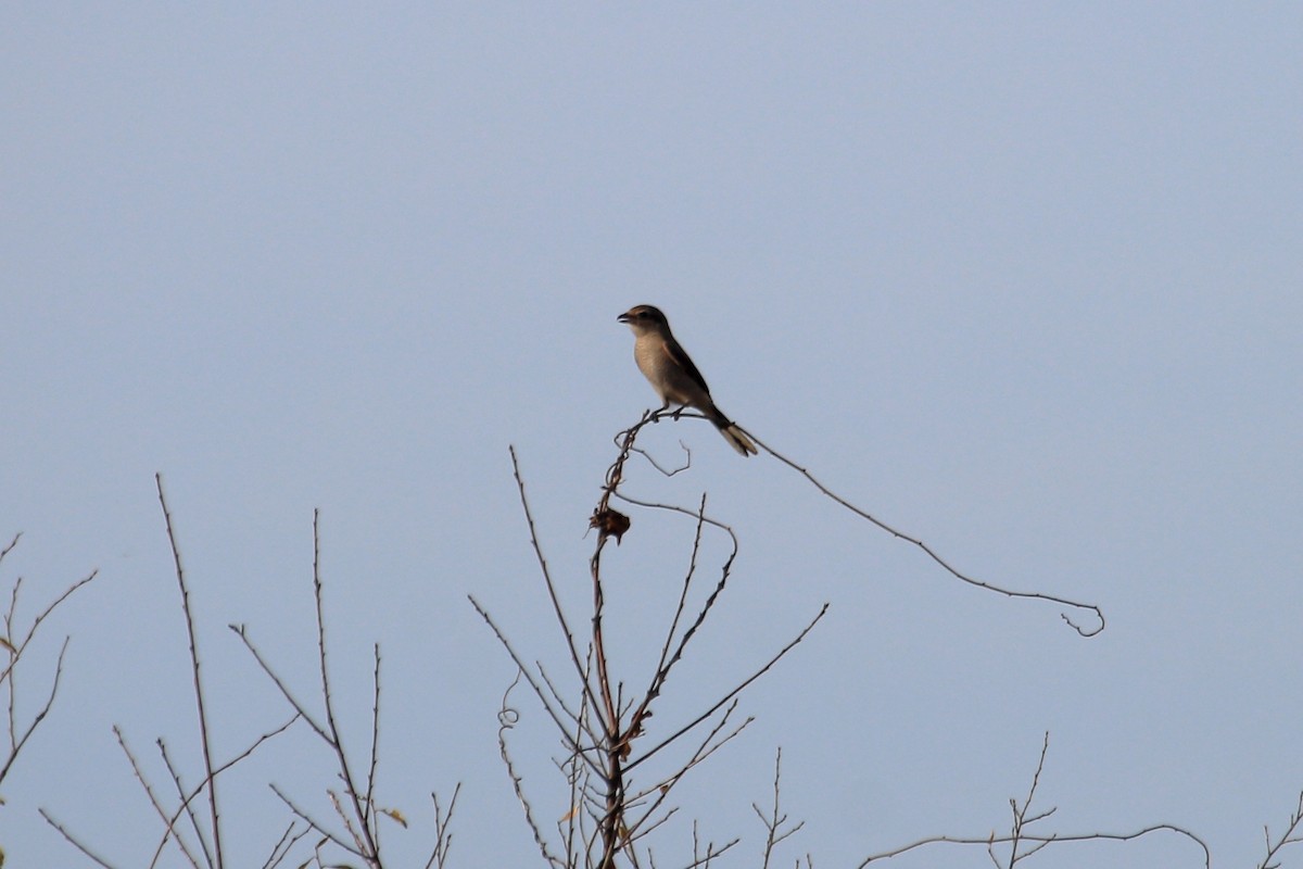 Northern Shrike - ML278105331