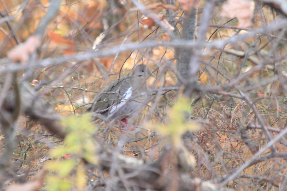 White-winged Dove - ML278105461