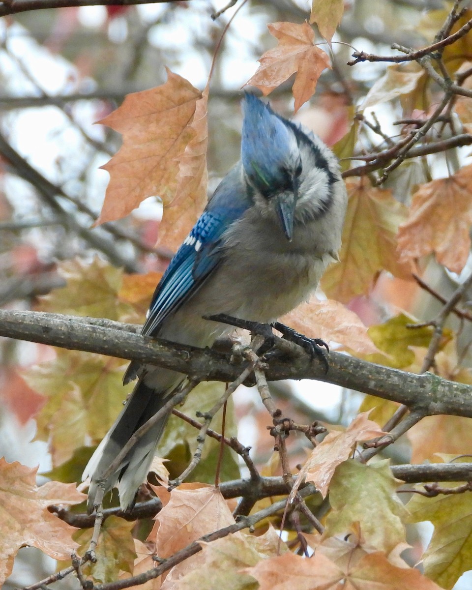 Blue Jay - ML278105511