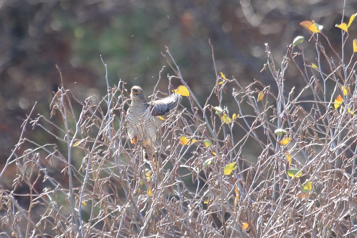 Common Cuckoo - ML278105751