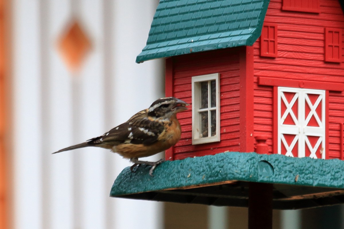 Black-headed Grosbeak - Jenna Rosen