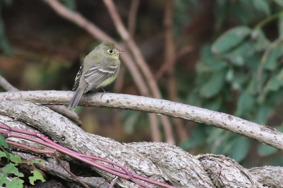 Western Flycatcher (Pacific-slope) - ML278107251