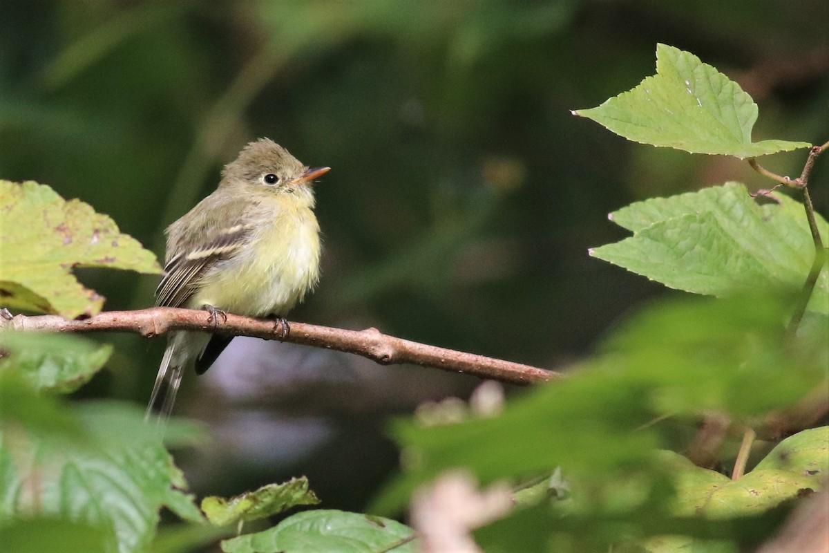 Western Flycatcher (Pacific-slope) - ML278107281