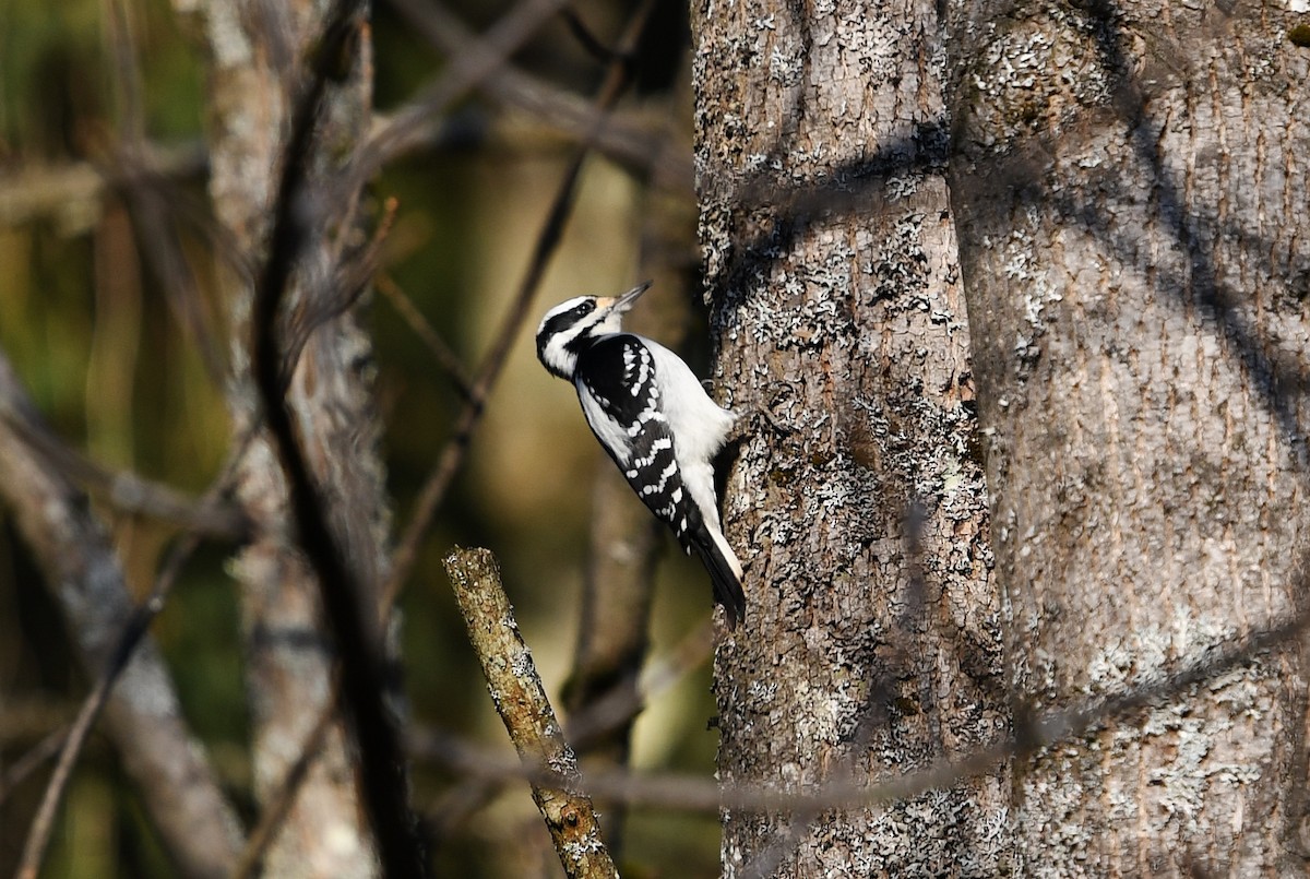 Hairy Woodpecker - ML278107401