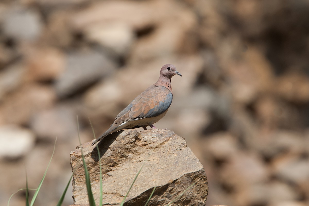 Tórtola Senegalesa - ML278107421