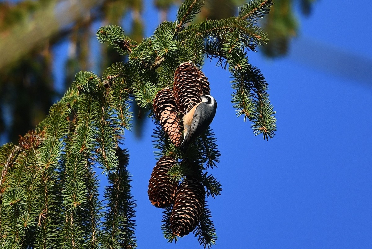 Red-breasted Nuthatch - Mark Miller