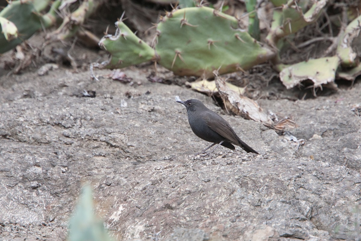 Black Scrub-Robin - Simon Colenutt