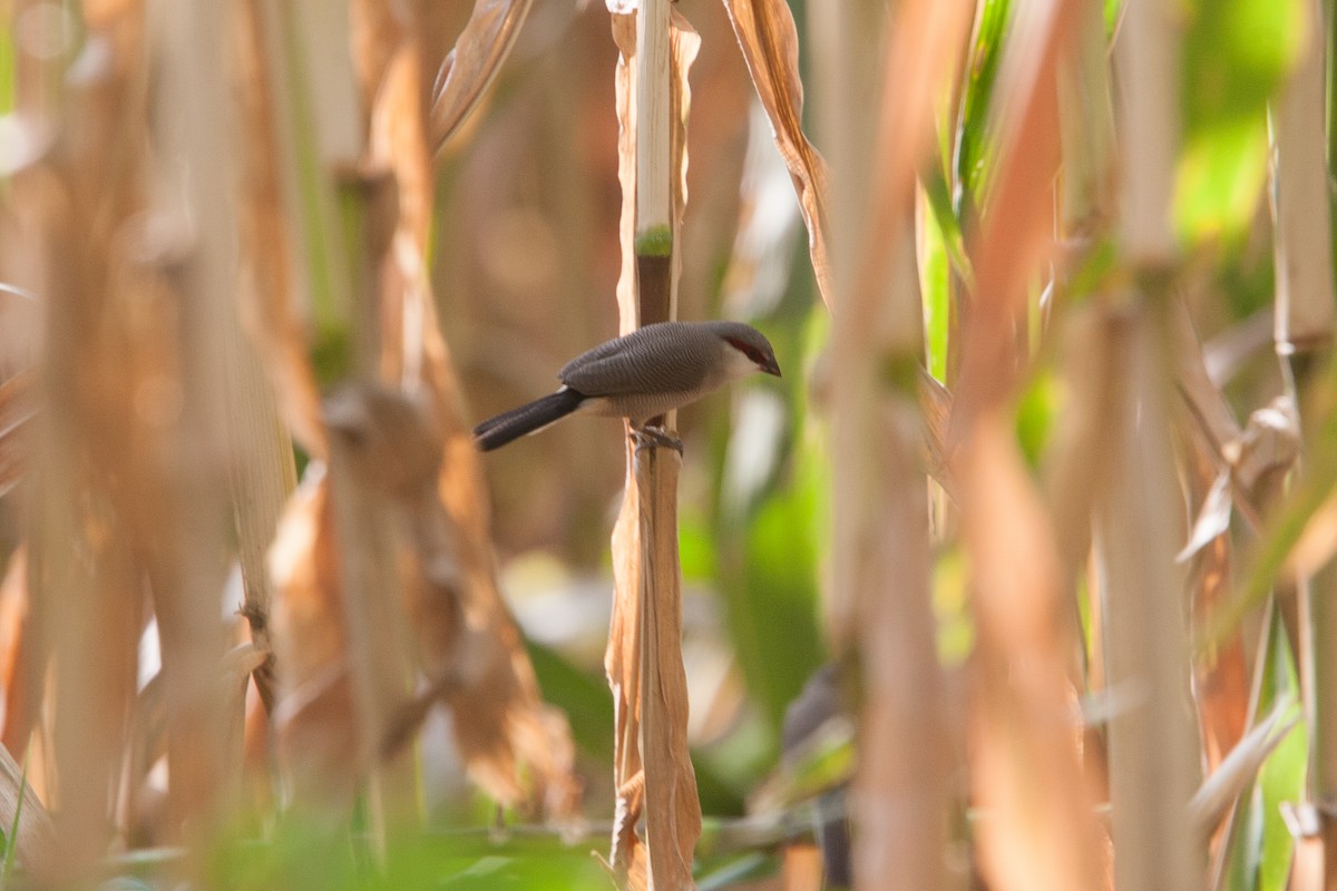 Arabian Waxbill - Simon Colenutt