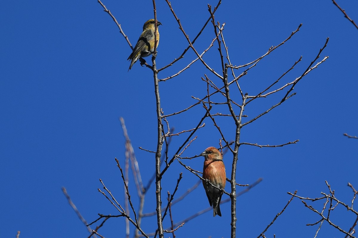 Red Crossbill - ML278107621