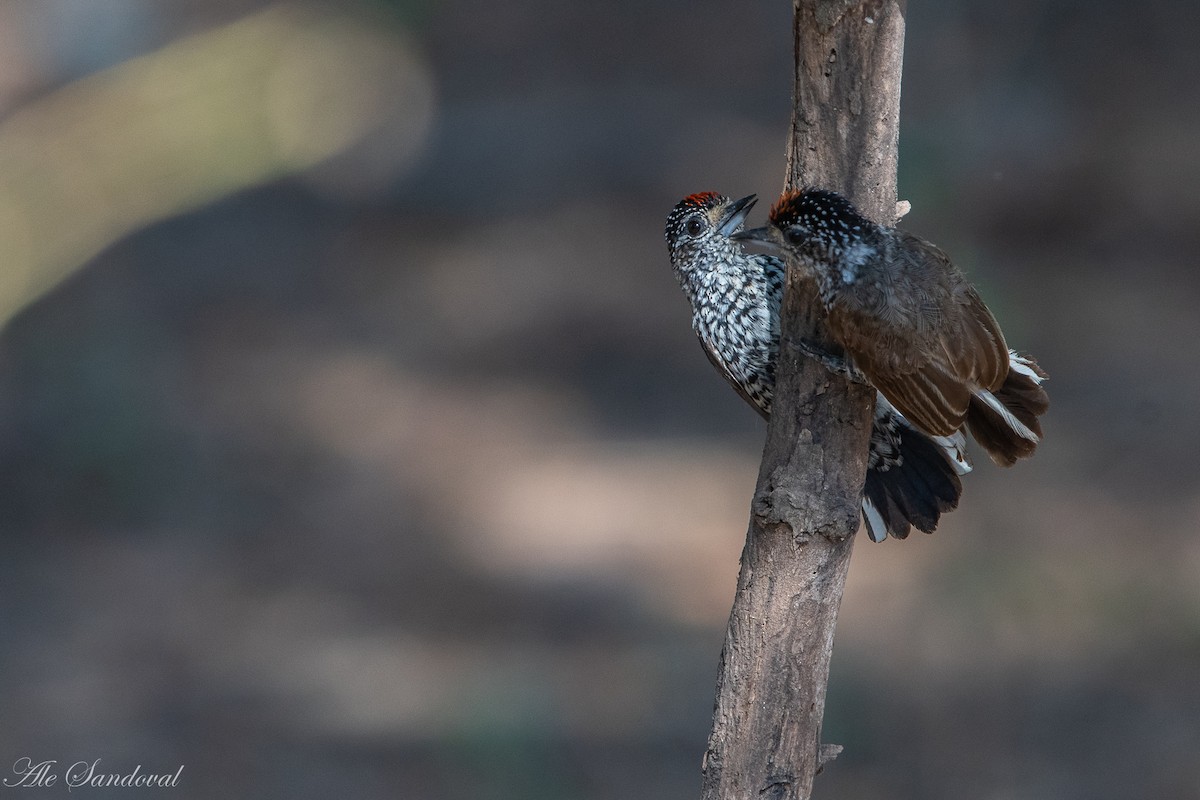 White-barred Piculet - ML278108761