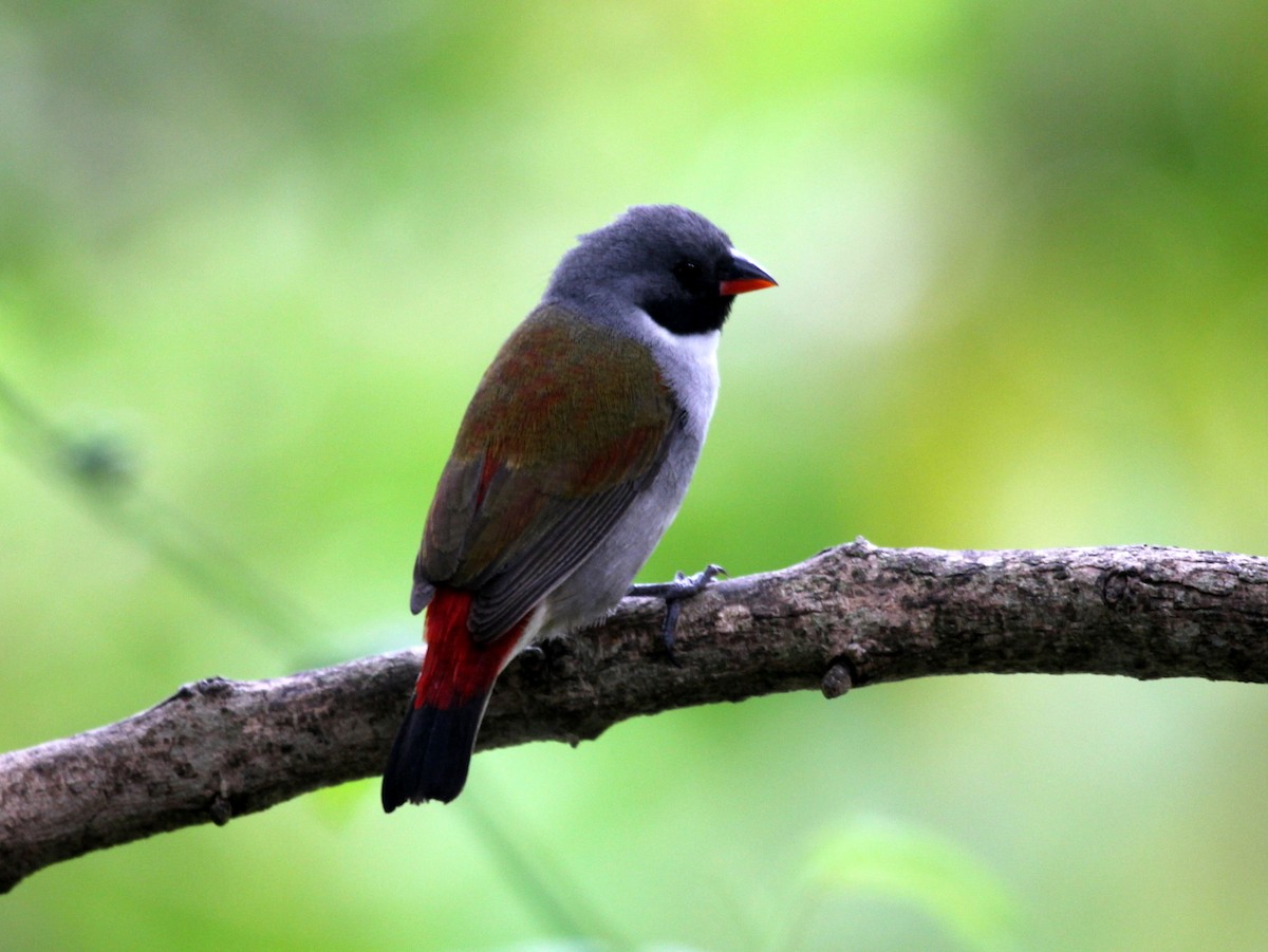 Swee Waxbill - Michael Hooper