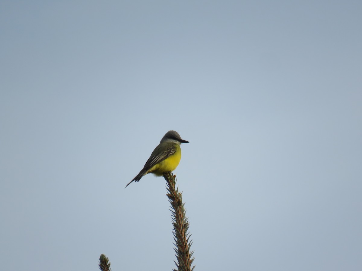 Tropical Kingbird - ML278109021