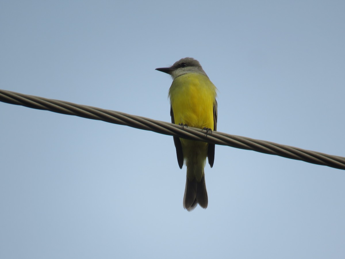 Tropical Kingbird - ML278109091