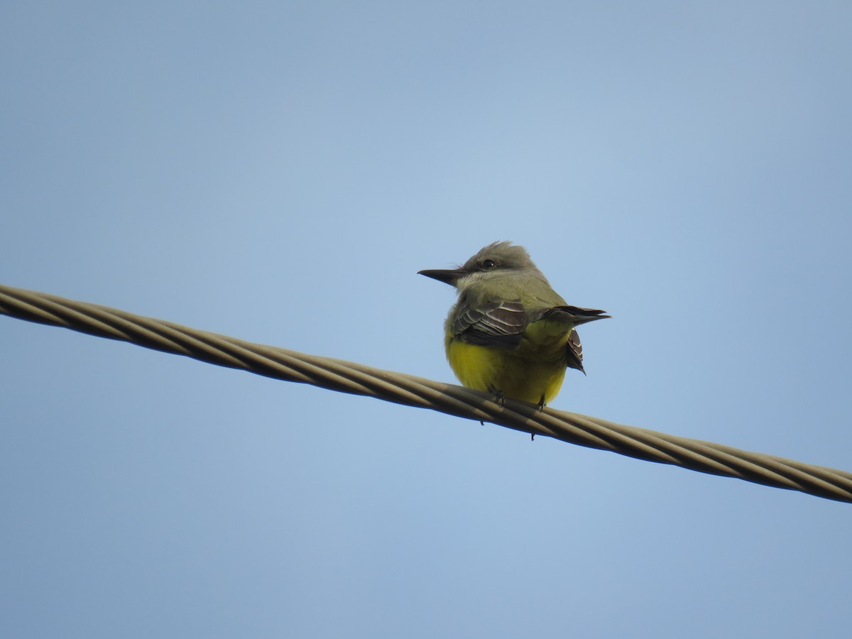 Tropical Kingbird - ML278109511