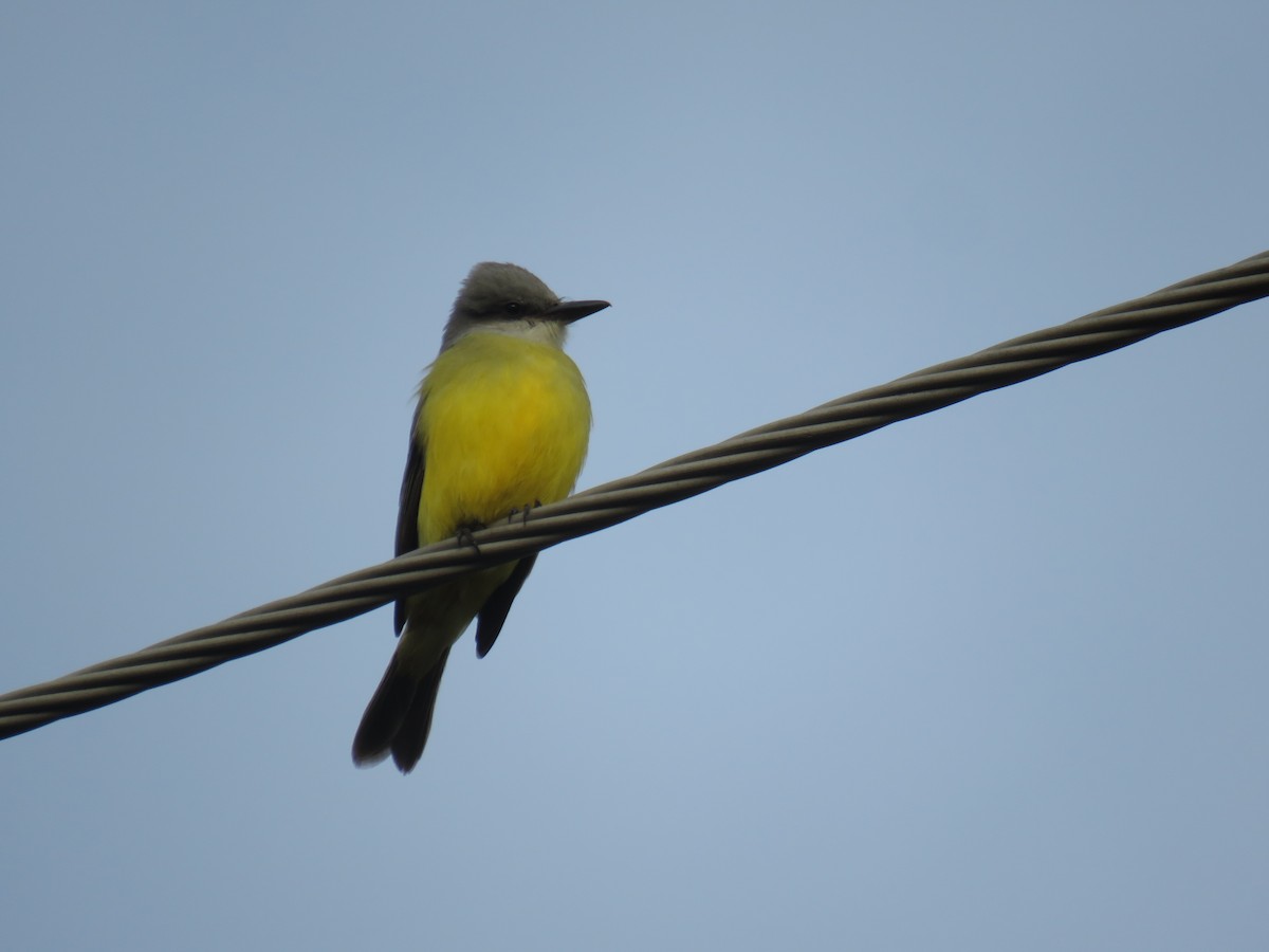 Tropical Kingbird - ML278109811