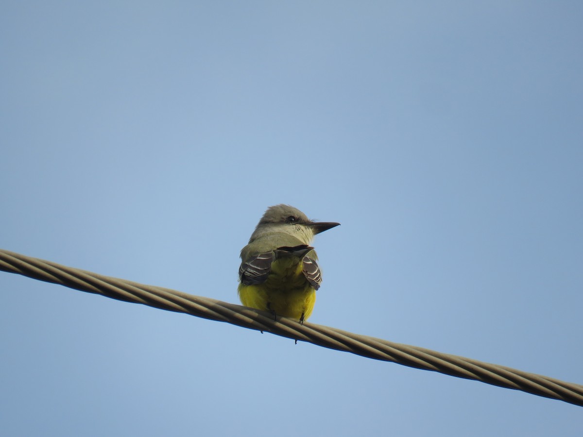 Tropical Kingbird - ML278109831