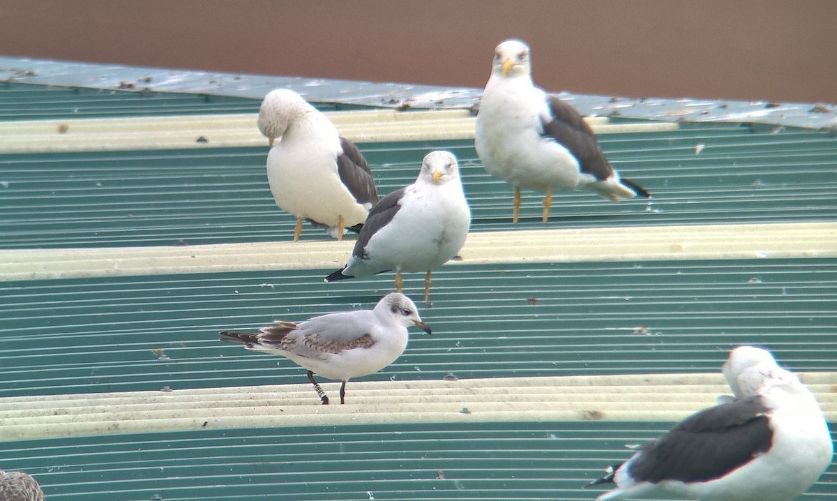 Mediterranean Gull - ML278110011