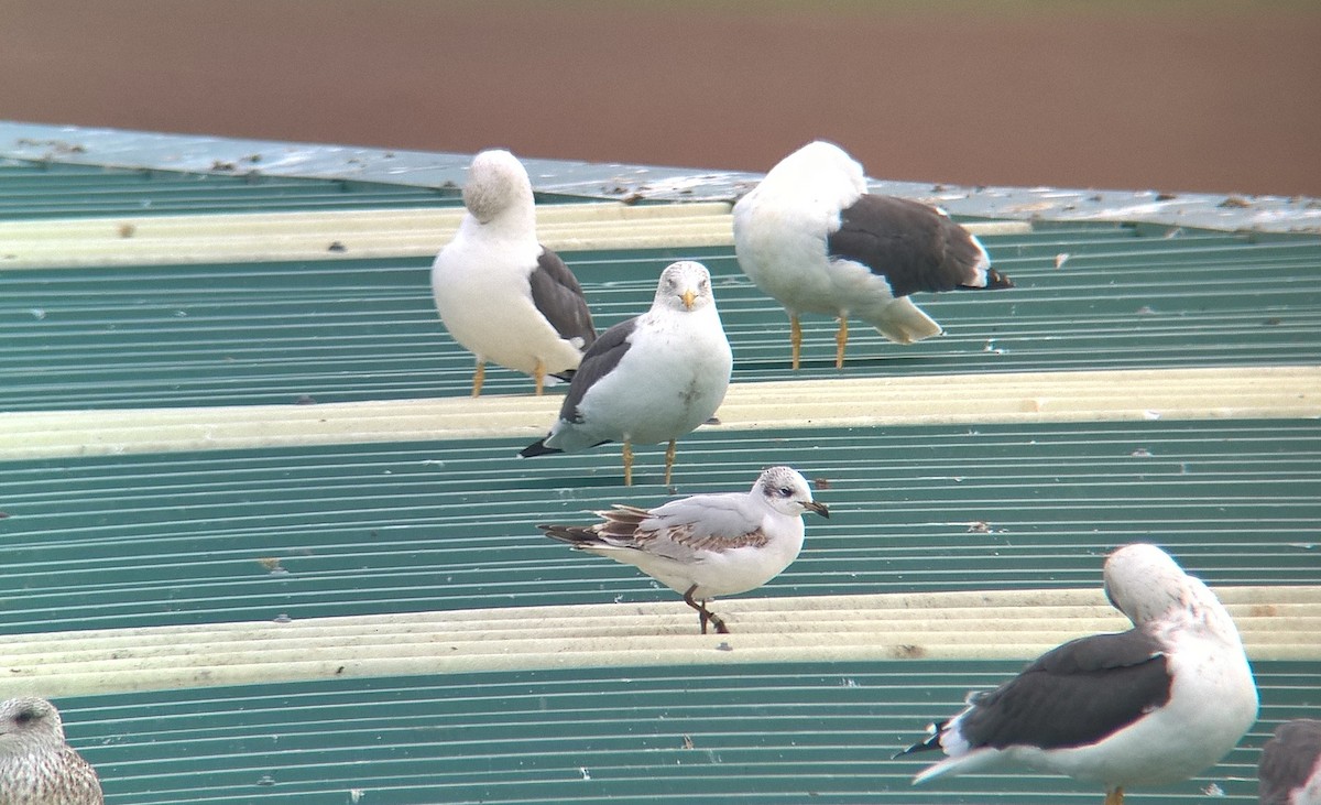 Mouette mélanocéphale - ML278110031