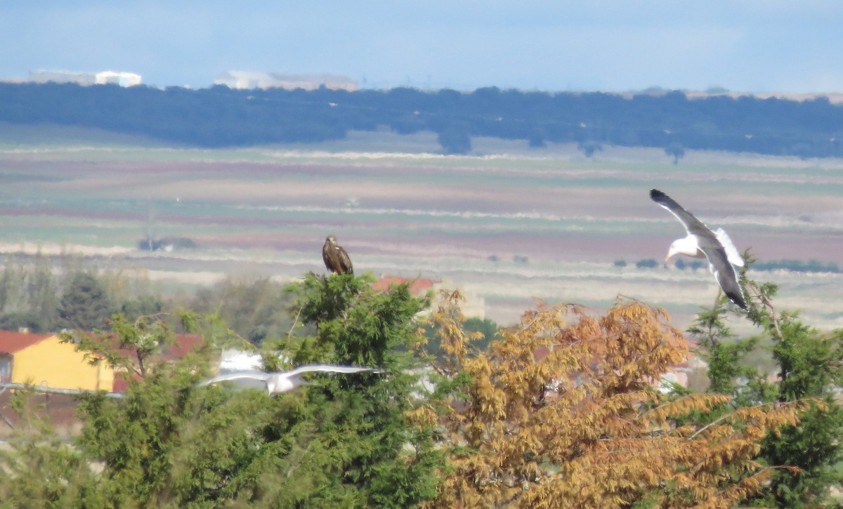 Black Kite - Miguel Rodríguez Esteban