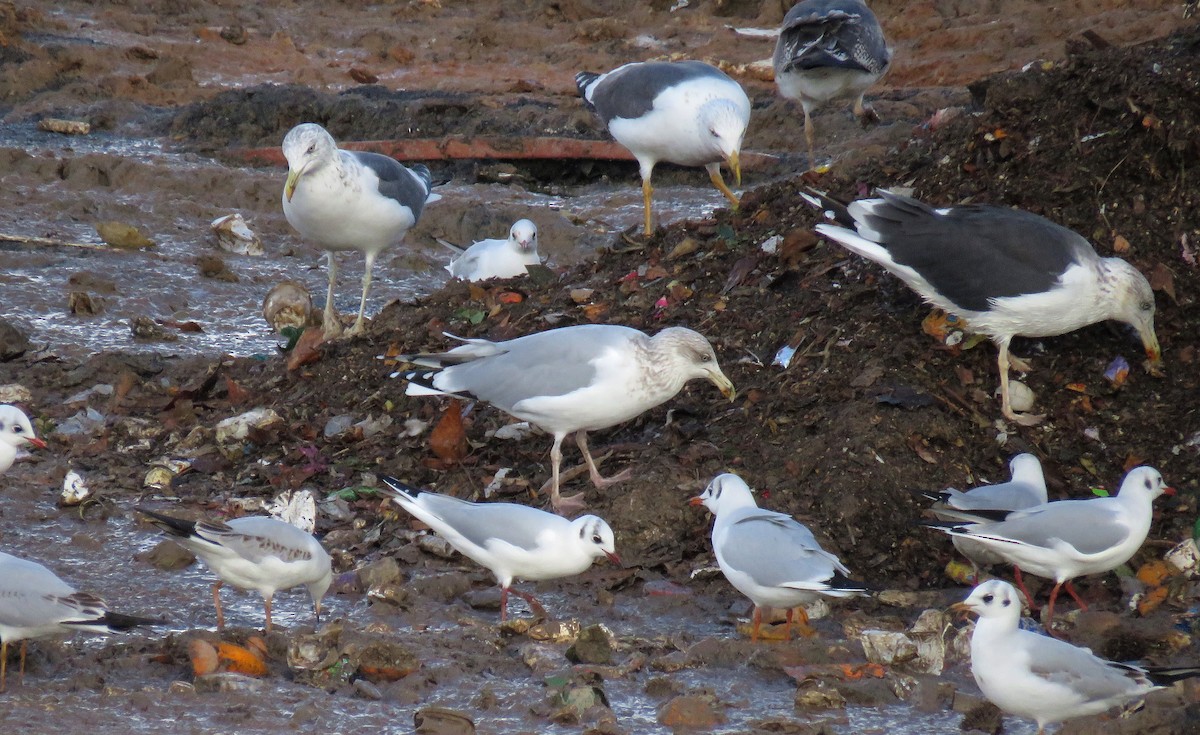 Gaviota Argéntea - ML278111081