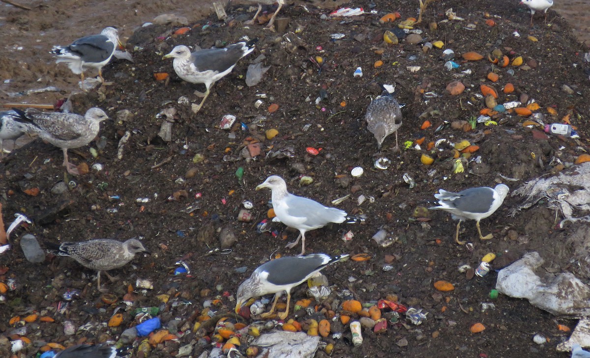 Herring Gull - ML278111121