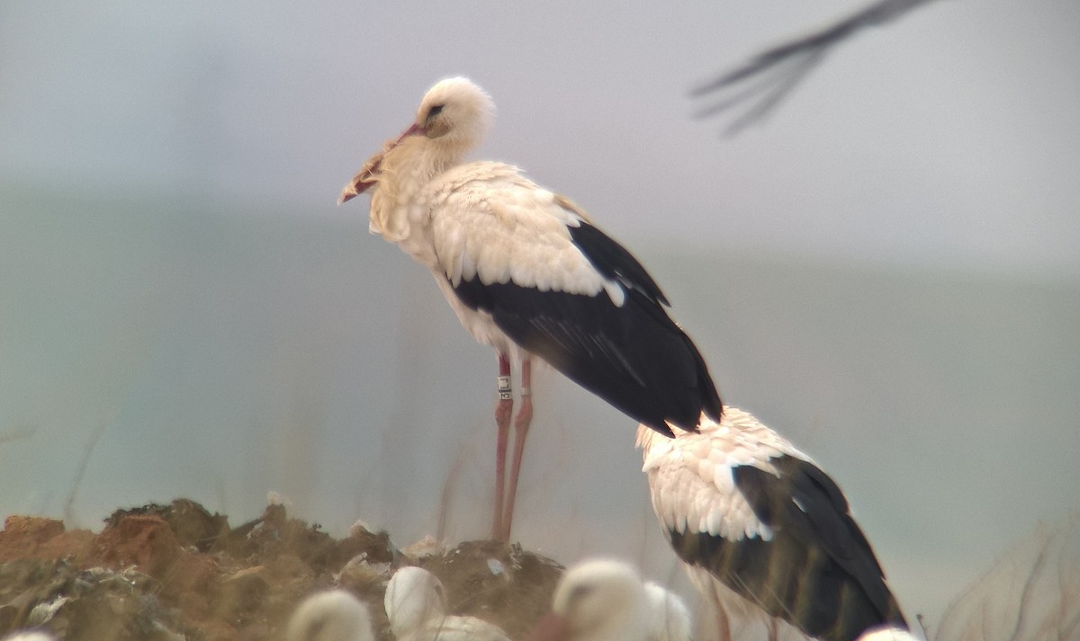 White Stork - ML278111181