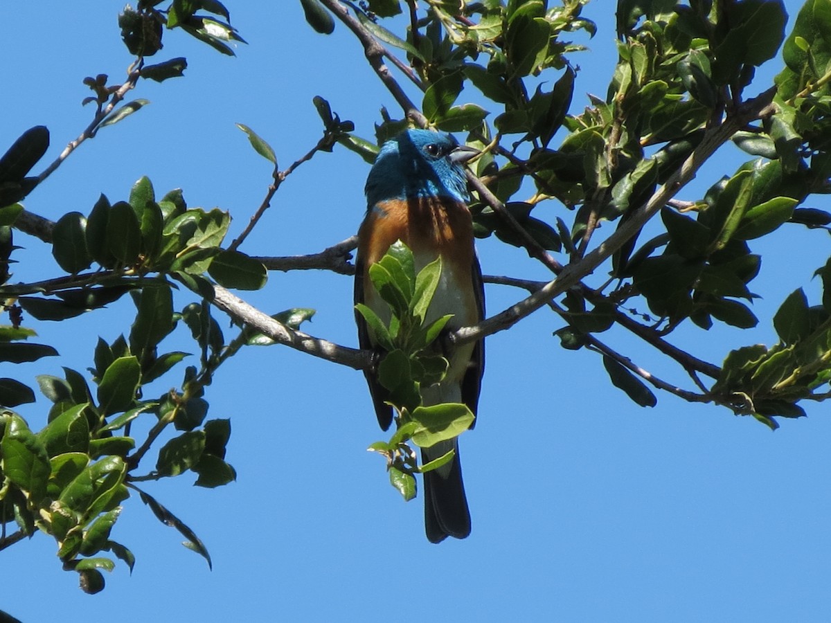 Lazuli Bunting - ML27811401