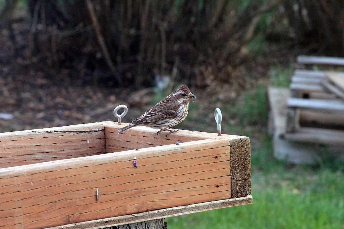 Purple Finch - ML27811461