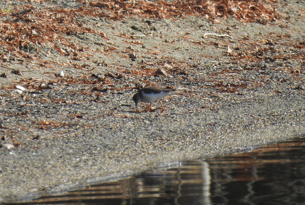 Spotted Sandpiper - ML278118381