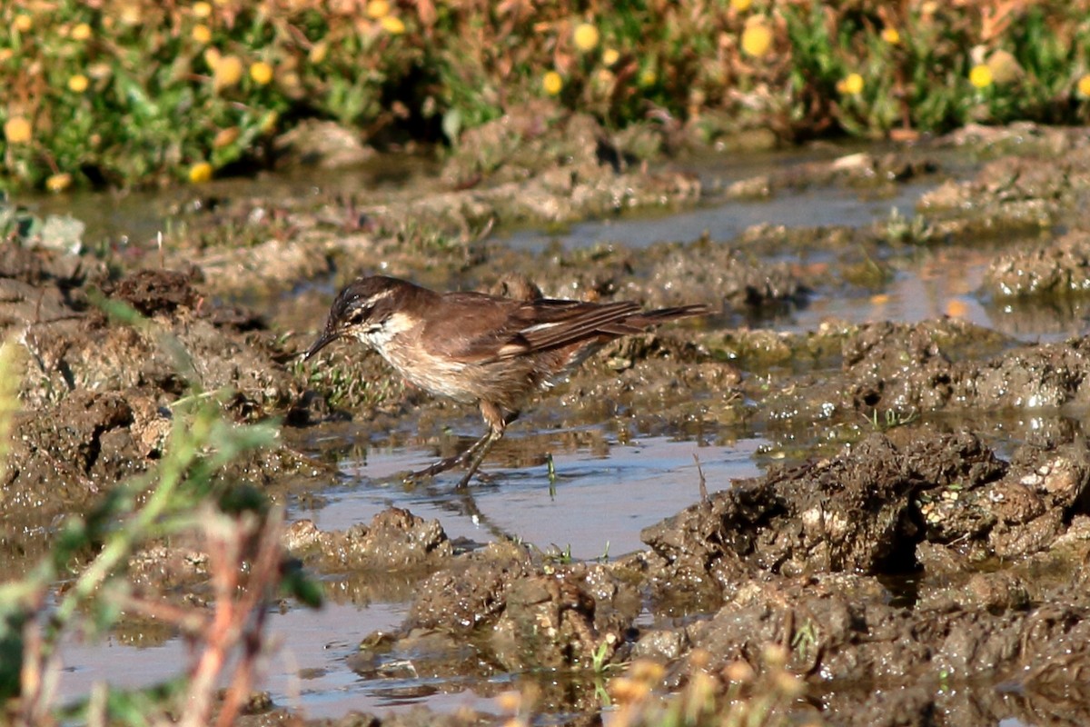 Cream-winged Cinclodes - ML278119981