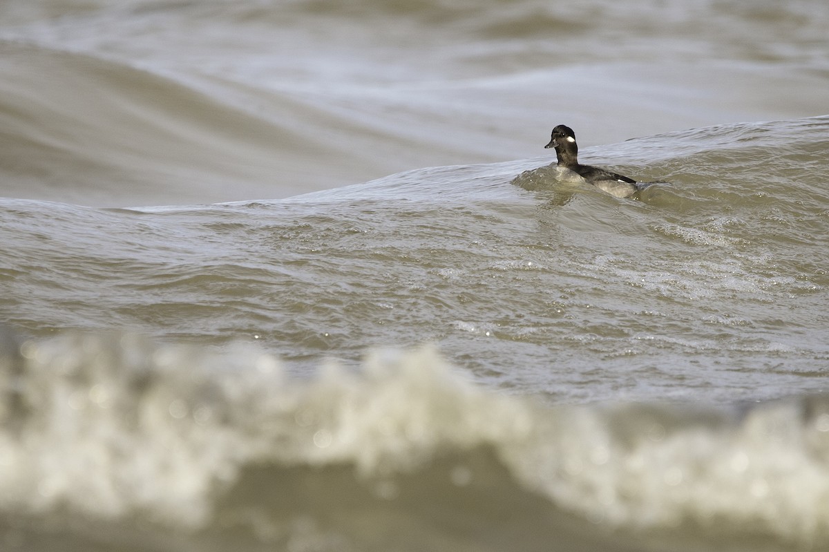 Bufflehead - ML278120371