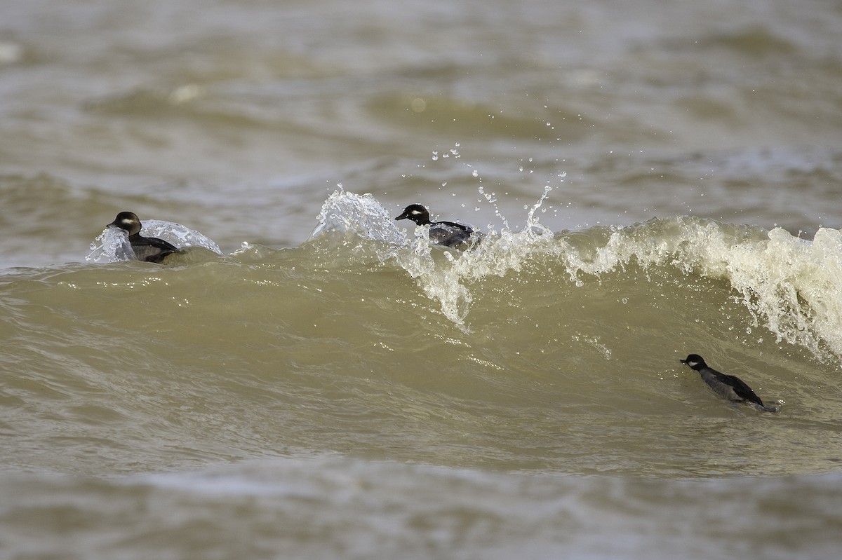 Bufflehead - ML278120411