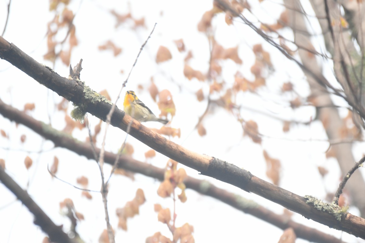 Blackburnian Warbler - ML278122231