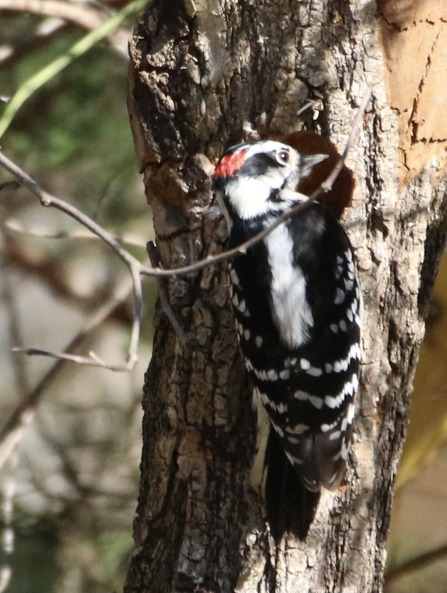 Downy Woodpecker - ML278122451