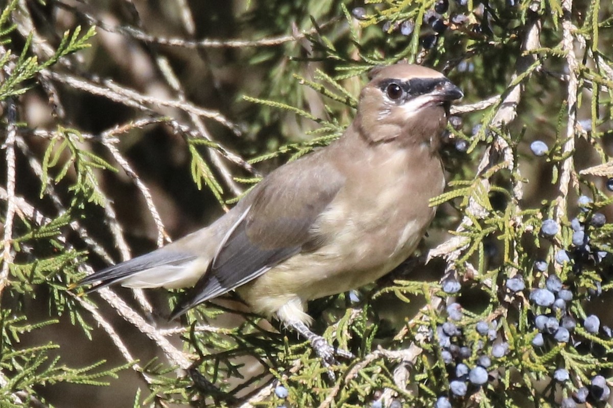 Cedar Waxwing - ML278122741