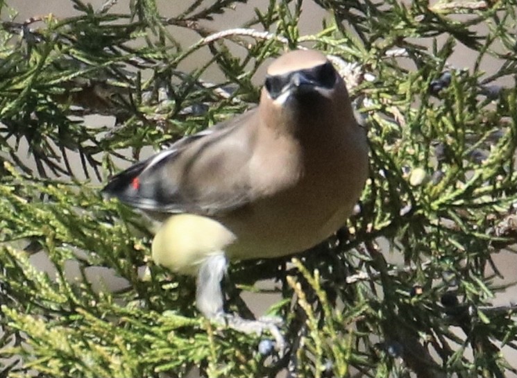 Cedar Waxwing - ML278122791