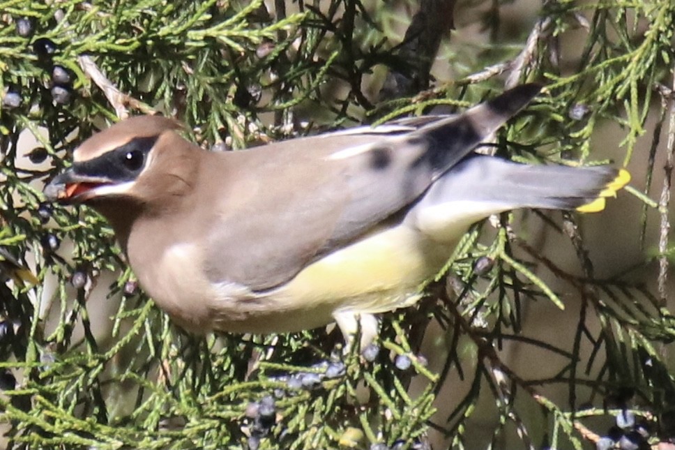 Cedar Waxwing - ML278122801