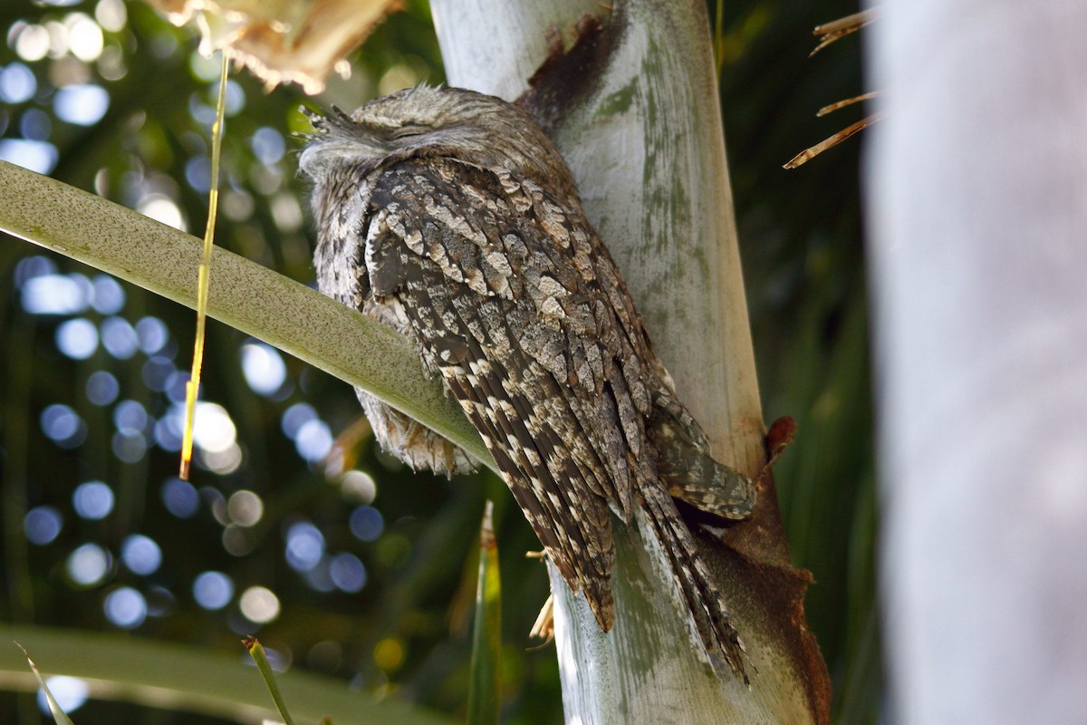 Tawny Frogmouth - ML27812601